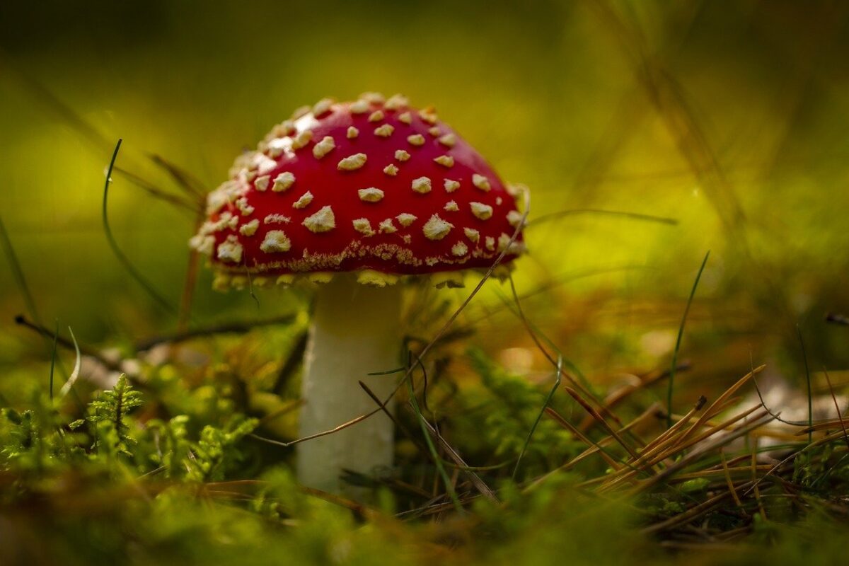 découvrez notre délicieuse croûte de champignons, une alternative saine et savoureuse pour vos plats préférés. idéale pour les pizzas, quiches ou tartes, cette recette met en valeur la saveur umami des champignons, tout en offrant une texture croustillante. parfaite pour les gourmets et les amateurs de cuisine végétale, elle surprendra vos invités à coup sûr!