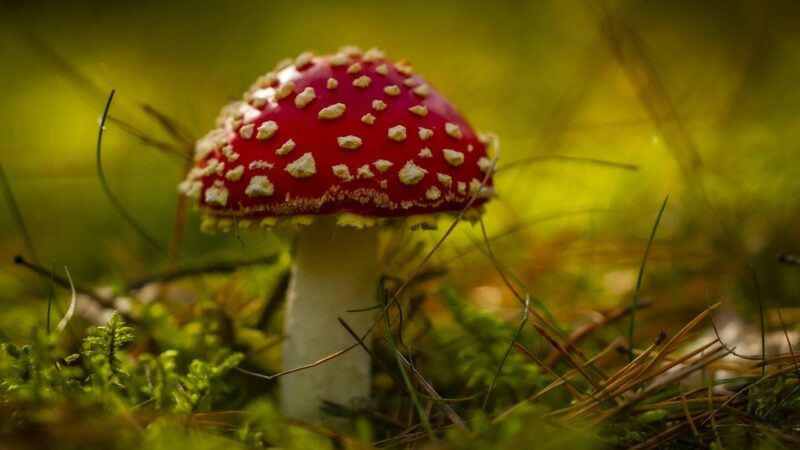 Recette authentique de croûte aux champignons du Haut-Doubs